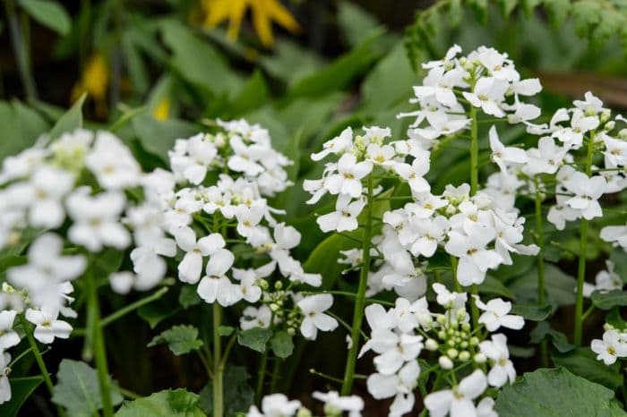 large-leaved pachyphragma