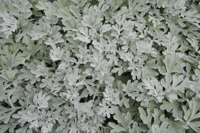 hoary mugwort 'Boughton Silver'