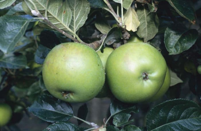 apple 'Edward VII'