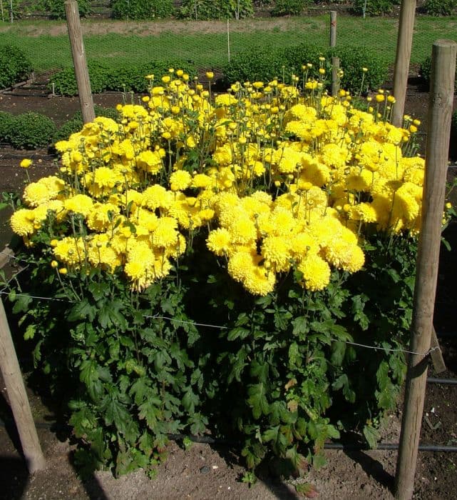 chrysanthemum 'Myss Saffron'