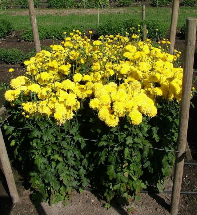 Chrysanthemum 'Myss Saffron'