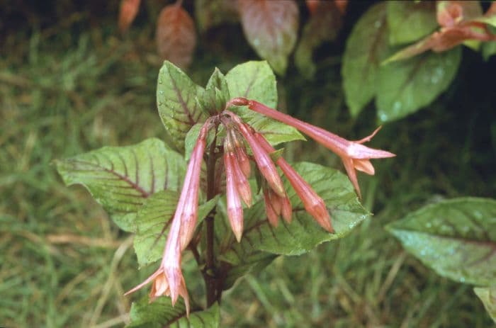 fuchsia 'Gartenmeister Bonstedt'