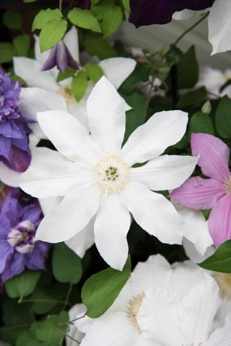 clematis 'Toki'