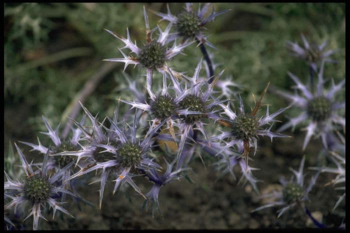 sea holly 'Oxford Blue'