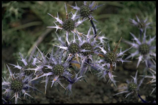 Sea holly 'Oxford Blue'