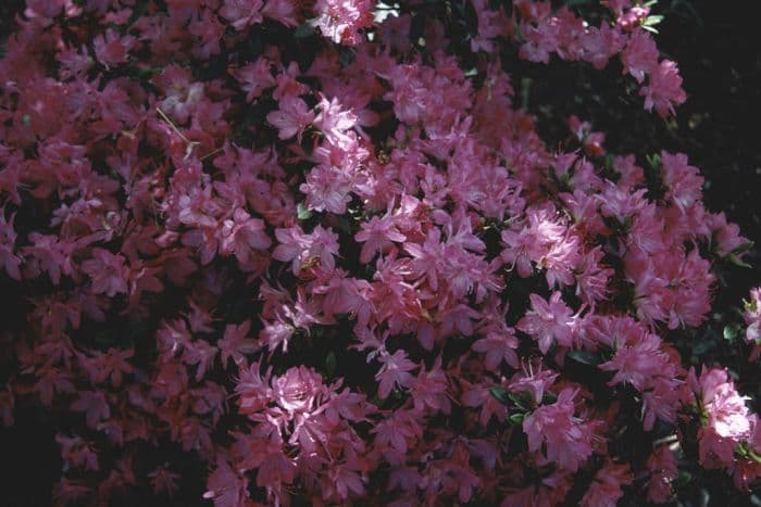 rhododendron 'Blaauw's Pink'