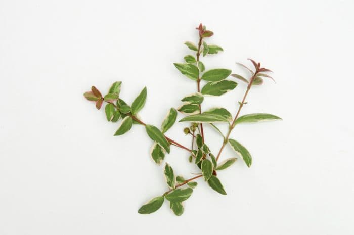 Chilean guava 'Flambeau'