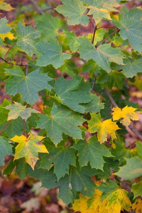 Norway maple 'Globosum'