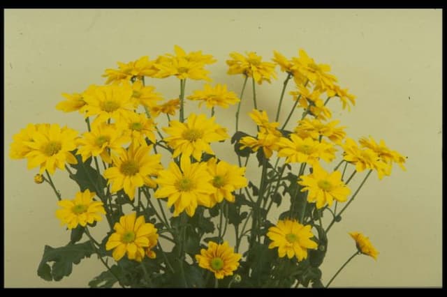 Chrysanthemum 'Rystar'