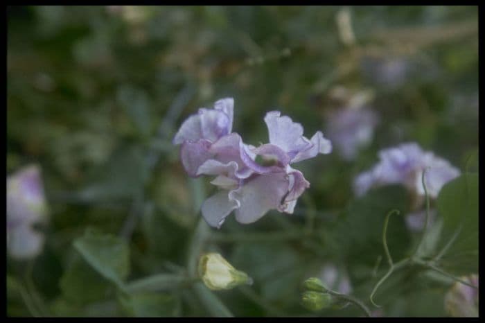 sweet pea 'Dawn Chorus'