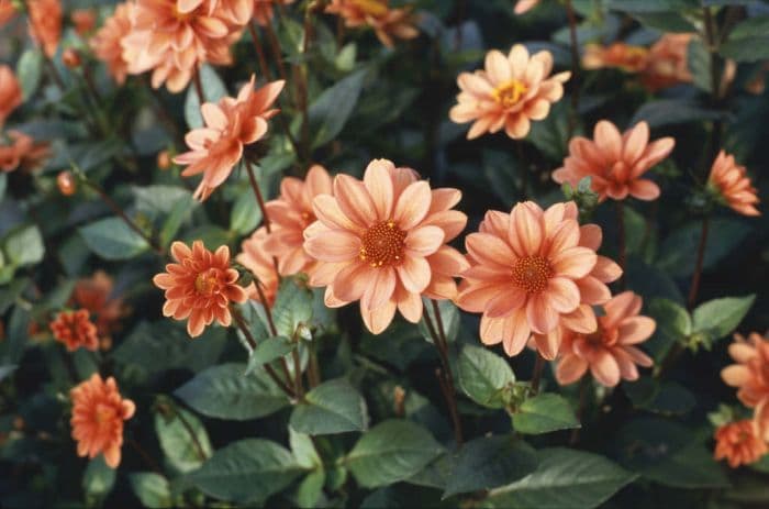 dahlia 'Peachette'