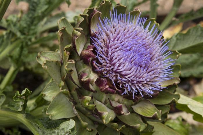 globe artichoke