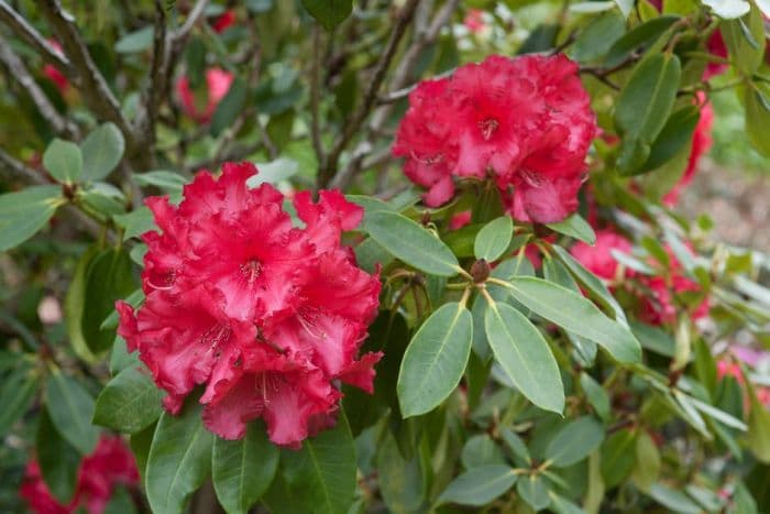 rhododendron 'Markeeta's Prize'