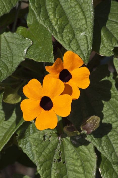 black-eyed Susan