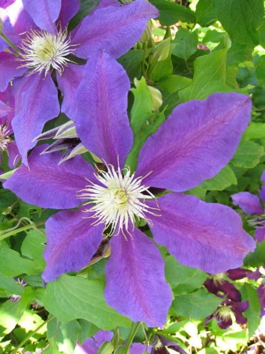 clematis 'The Vagabond'