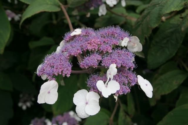 Rough-leaved Hydrangea