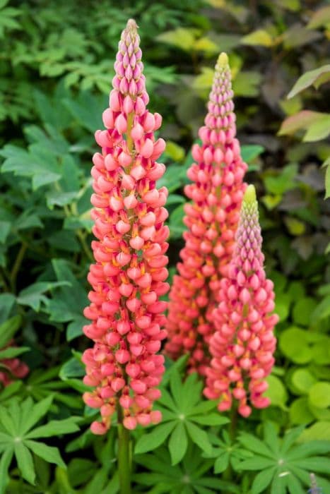 lupin 'Towering Inferno'