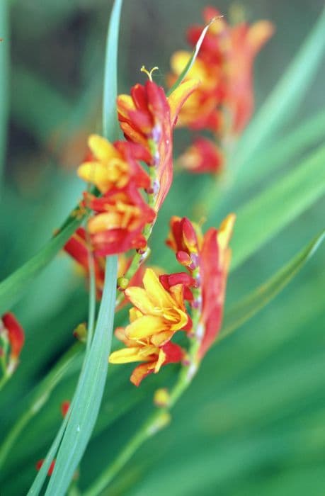 montbretia 'Jackanapes'