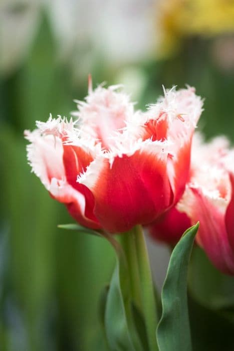 tulip 'Canasta'