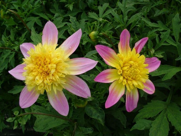 dahlia 'Ryecroft Marge'