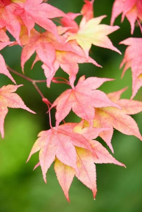 Japanese Maple