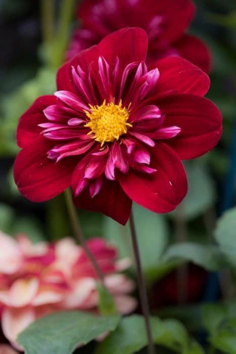 dahlia 'Dilys Ayling'