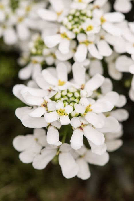 candytuft 'Fischbeck'