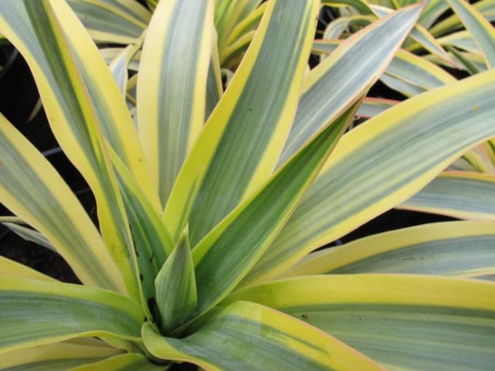 Spanish dagger 'Bright Star'