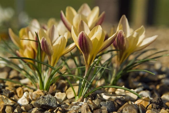 crocus 'Bronze Beauty'