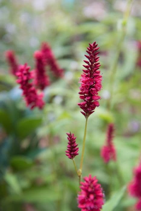 red bistort 'Blackfield'