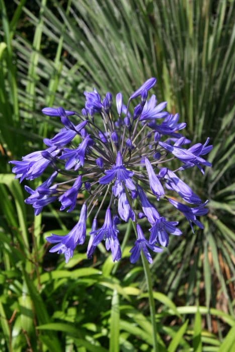 bell African lily