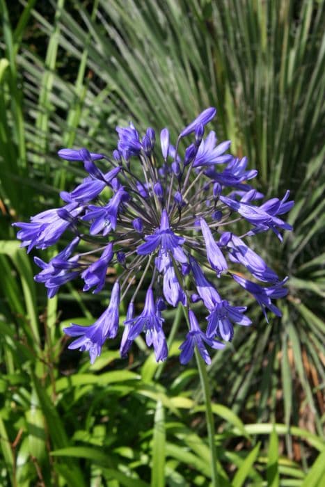 Bell African lily