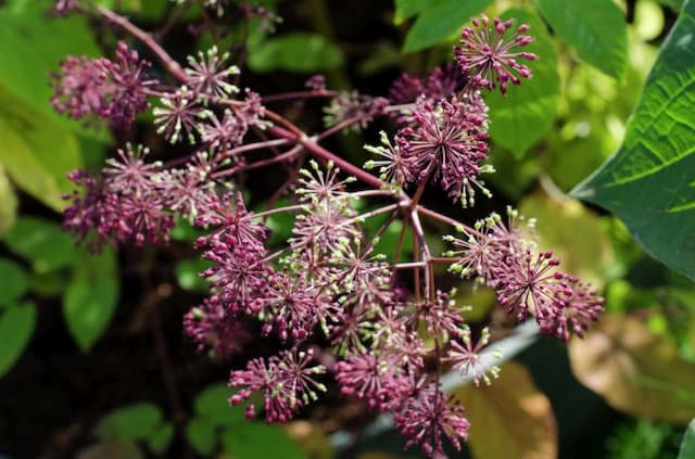 Japanese spikenard