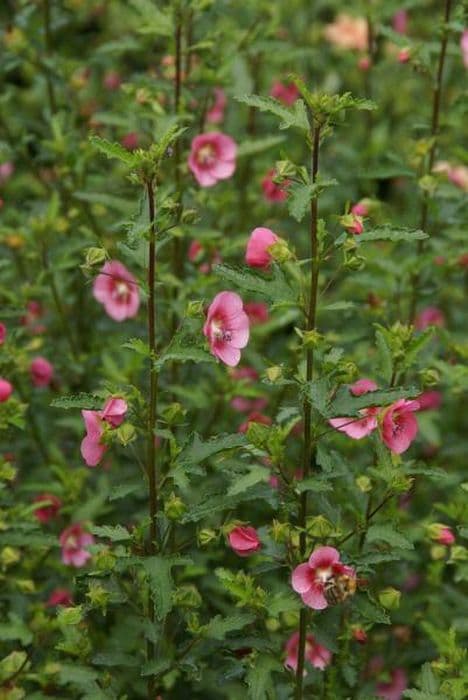 Cape mallow