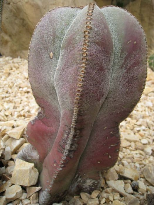 bishop's cap