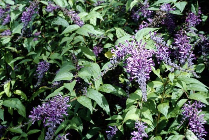 Lindley's butterfly bush