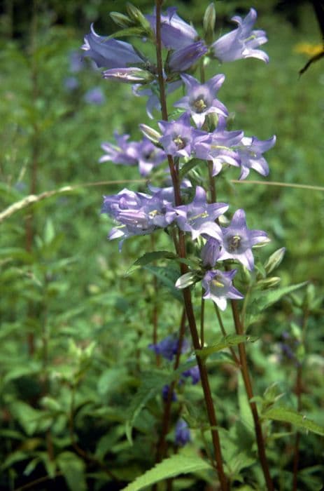 nettle-leaved bellflower