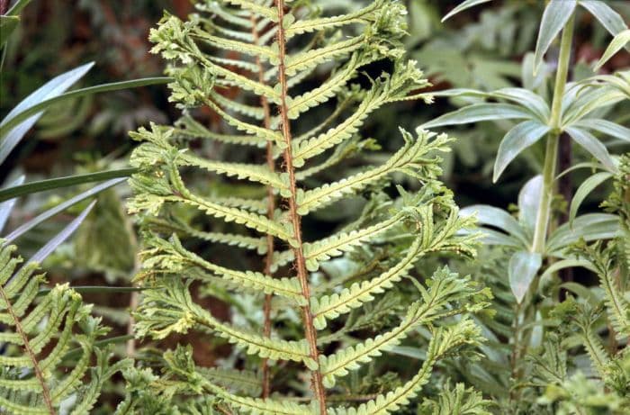 male fern 'Cristata'