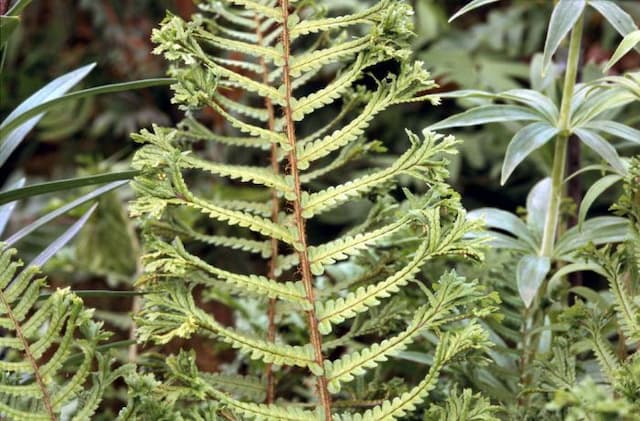 Male fern 'Cristata'