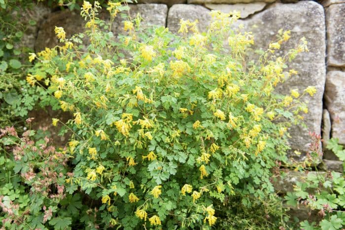 yellow corydalis