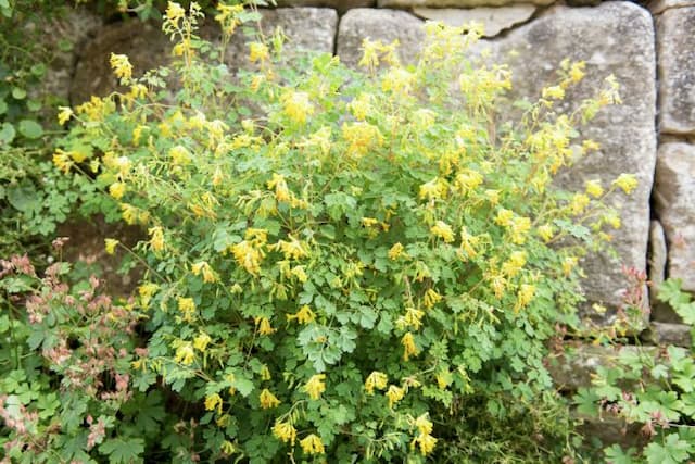 Yellow corydalis