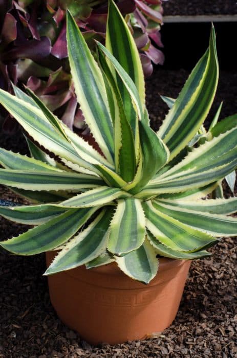 striped agave 'Quadricolor'