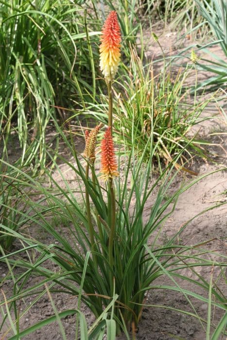 red-hot poker 'Bicolor'