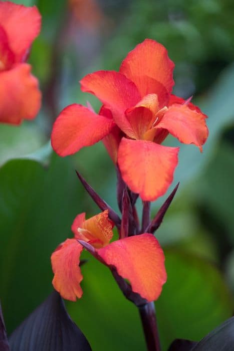 canna [Tropicanna Black]