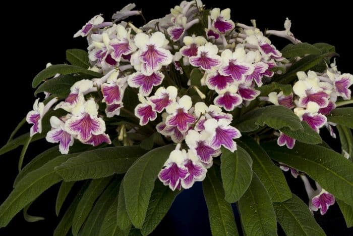 Cape primrose 'Sioned'