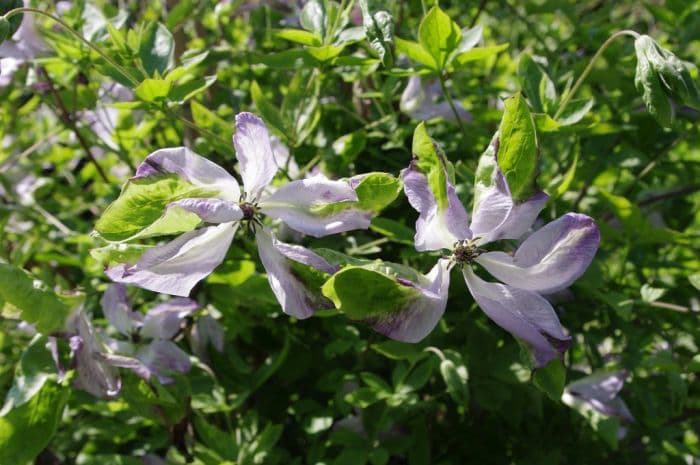 clematis 'Luxuriant Blue'