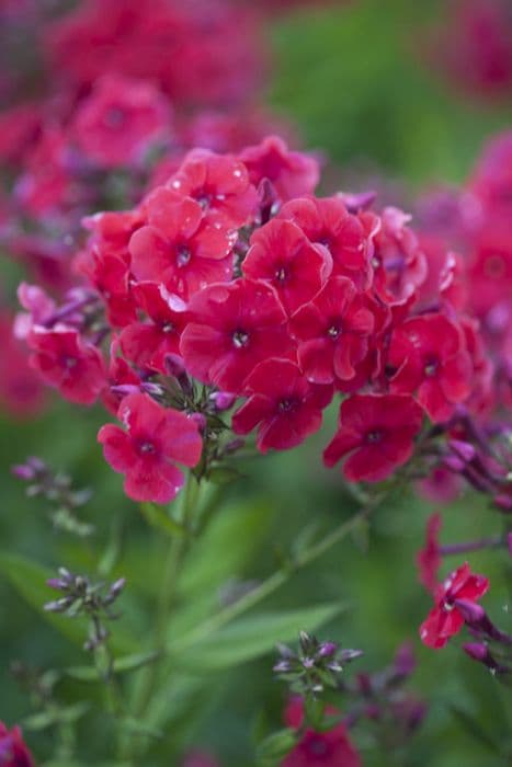 perennial phlox [Peacock Cherry Red]