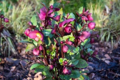 hellebore [Anna's Red]