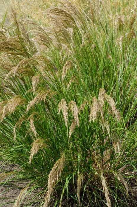 Rough feather grass 'Allgäu'
