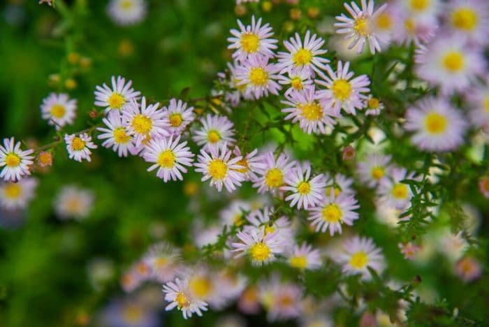 heath aster 'Pink Cloud'